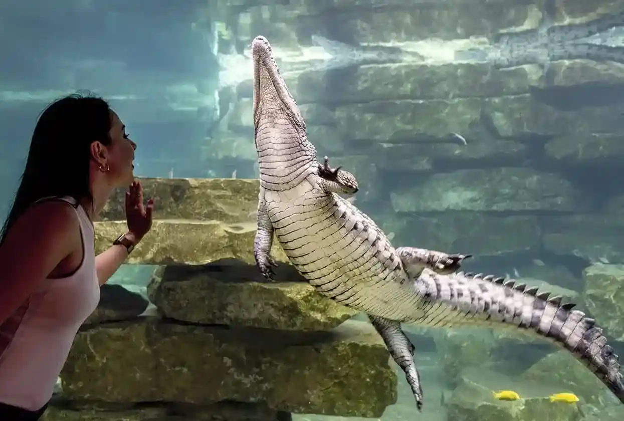 Dubai Crocodile Park Tickets